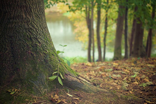 Ein Baum für jede Kleiderleiter mit Plant-for-the-Planet
